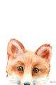Picture of Pop up Fox _GroupedProduct_Rectangle_Portrait_Mini_ _GroupedProduct_Rectangle_Portrait_Unframed_Print_Only_