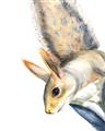 Picture of Flying Squirrel _GroupedProduct_Rectangle_Portrait_Mini_ _GroupedProduct_Rectangle_Portrait_Unframed_Print_Only_