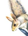Picture of Flying Squirrel _GroupedProduct_Rectangle_Portrait_Mini_ _GroupedProduct_Rectangle_Portrait_Unframed_Print_Only_