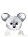Picture of Koala Face _GroupedProduct_Rectangle_Portrait_Mini_ _GroupedProduct_Rectangle_Portrait_Unframed_Print_Only_