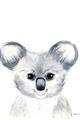 Picture of Koala Face _GroupedProduct_Rectangle_Portrait_Mini_ _GroupedProduct_Rectangle_Portrait_Unframed_Print_Only_