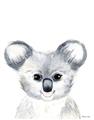 Picture of Koala Face _GroupedProduct_Rectangle_Portrait_Mini_ _GroupedProduct_Rectangle_Portrait_Unframed_Print_Only_
