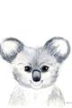 Picture of Koala Face _GroupedProduct_Rectangle_Portrait_Mini_ _GroupedProduct_Rectangle_Portrait_Unframed_Print_Only_