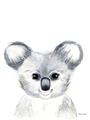Picture of Koala Face _GroupedProduct_Rectangle_Portrait_Mini_ _GroupedProduct_Rectangle_Portrait_Unframed_Print_Only_