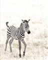 Picture of Summer Zebra _GroupedProduct_Rectangle_Portrait_Mini_ _GroupedProduct_Rectangle_Portrait_Unframed_Print_Only_