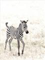 Picture of Summer Zebra _GroupedProduct_Rectangle_Portrait_Mini_ _GroupedProduct_Rectangle_Portrait_Unframed_Print_Only_