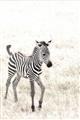 Picture of Summer Zebra _GroupedProduct_Rectangle_Portrait_Mini_ _GroupedProduct_Rectangle_Portrait_Unframed_Print_Only_