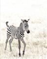 Picture of Summer Zebra _GroupedProduct_Rectangle_Portrait_Mini_ _GroupedProduct_Rectangle_Portrait_Unframed_Print_Only_