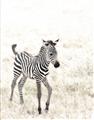 Picture of Summer Zebra _GroupedProduct_Rectangle_Portrait_Mini_ _GroupedProduct_Rectangle_Portrait_Unframed_Print_Only_