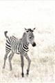 Picture of Summer Zebra _GroupedProduct_Rectangle_Portrait_Mini_ _GroupedProduct_Rectangle_Portrait_Unframed_Print_Only_