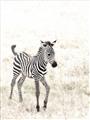 Picture of Summer Zebra _GroupedProduct_Rectangle_Portrait_Mini_ _GroupedProduct_Rectangle_Portrait_Unframed_Print_Only_