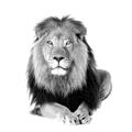Picture of Lion Black and White _GroupedProduct_Square_Mini_ _GroupedProduct_Square_Unframed_Print_Only_
