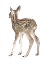 Picture of Behind Deer _GroupedProduct_Rectangle_Portrait_Mini_ _GroupedProduct_Rectangle_Portrait_Unframed_Print_Only_