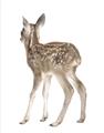 Picture of Behind Deer _GroupedProduct_Rectangle_Portrait_Mini_ _GroupedProduct_Rectangle_Portrait_Unframed_Print_Only_