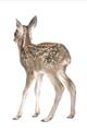 Picture of Behind Deer _GroupedProduct_Rectangle_Portrait_Mini_ _GroupedProduct_Rectangle_Portrait_Unframed_Print_Only_