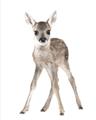 Picture of In Front Deer _GroupedProduct_Rectangle_Portrait_Mini_ _GroupedProduct_Rectangle_Portrait_Unframed_Print_Only_