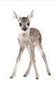 Picture of In Front Deer _GroupedProduct_Rectangle_Portrait_Mini_ _GroupedProduct_Rectangle_Portrait_Unframed_Print_Only_