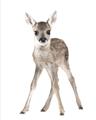 Picture of In Front Deer _GroupedProduct_Rectangle_Portrait_Mini_ _GroupedProduct_Rectangle_Portrait_Unframed_Print_Only_