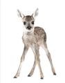 Picture of In Front Deer _GroupedProduct_Rectangle_Portrait_Mini_ _GroupedProduct_Rectangle_Portrait_Unframed_Print_Only_