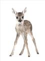 Picture of In Front Deer _GroupedProduct_Rectangle_Portrait_Mini_ _GroupedProduct_Rectangle_Portrait_Unframed_Print_Only_
