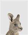Picture of Kangaroo    _GroupedProduct_Rectangle_Portrait_Mini_ _GroupedProduct_Rectangle_Portrait_Unframed_Print_Only_