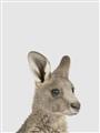 Picture of Kangaroo    _GroupedProduct_Rectangle_Portrait_Mini_ _GroupedProduct_Rectangle_Portrait_Unframed_Print_Only_