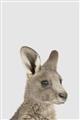 Picture of Kangaroo    _GroupedProduct_Rectangle_Portrait_Mini_ _GroupedProduct_Rectangle_Portrait_Unframed_Print_Only_