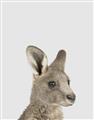 Picture of Kangaroo    _GroupedProduct_Rectangle_Portrait_Mini_ _GroupedProduct_Rectangle_Portrait_Unframed_Print_Only_
