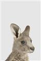 Picture of Kangaroo    _GroupedProduct_Rectangle_Portrait_Mini_ _GroupedProduct_Rectangle_Portrait_Unframed_Print_Only_