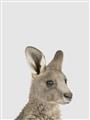 Picture of Kangaroo    _GroupedProduct_Rectangle_Portrait_Mini_ _GroupedProduct_Rectangle_Portrait_Unframed_Print_Only_