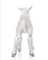 Picture of Behind Lamb _GroupedProduct_Rectangle_Portrait_Mini_ _GroupedProduct_Rectangle_Portrait_Unframed_Print_Only_