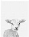 Picture of Farmhouse Sheep _GroupedProduct_Rectangle_Portrait_Mini_ _GroupedProduct_Rectangle_Portrait_Unframed_Print_Only_