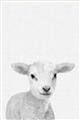 Picture of Farmhouse Sheep _GroupedProduct_Rectangle_Portrait_Mini_ _GroupedProduct_Rectangle_Portrait_Unframed_Print_Only_