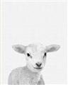 Picture of Farmhouse Sheep _GroupedProduct_Rectangle_Portrait_Mini_ _GroupedProduct_Rectangle_Portrait_Unframed_Print_Only_