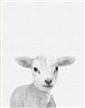 Picture of Farmhouse Sheep _GroupedProduct_Rectangle_Portrait_Mini_ _GroupedProduct_Rectangle_Portrait_Unframed_Print_Only_