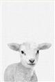 Picture of Farmhouse Sheep _GroupedProduct_Rectangle_Portrait_Mini_ _GroupedProduct_Rectangle_Portrait_Unframed_Print_Only_