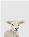 Picture of Baby Lamb _GroupedProduct_Rectangle_Portrait_Mini_ _GroupedProduct_Rectangle_Portrait_Unframed_Print_Only_