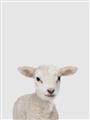 Picture of Baby Lamb _GroupedProduct_Rectangle_Portrait_Mini_ _GroupedProduct_Rectangle_Portrait_Unframed_Print_Only_