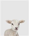 Picture of Baby Lamb _GroupedProduct_Rectangle_Portrait_Mini_ _GroupedProduct_Rectangle_Portrait_Unframed_Print_Only_