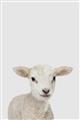 Picture of Baby Lamb _GroupedProduct_Rectangle_Portrait_Mini_ _GroupedProduct_Rectangle_Portrait_Unframed_Print_Only_