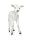 Picture of In Front Lamb _GroupedProduct_Rectangle_Portrait_Mini_ _GroupedProduct_Rectangle_Portrait_Unframed_Print_Only_