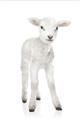 Picture of In Front Lamb _GroupedProduct_Rectangle_Portrait_Mini_ _GroupedProduct_Rectangle_Portrait_Unframed_Print_Only_