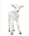 Picture of In Front Lamb _GroupedProduct_Rectangle_Portrait_Mini_ _GroupedProduct_Rectangle_Portrait_Unframed_Print_Only_