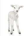 Picture of In Front Lamb _GroupedProduct_Rectangle_Portrait_Mini_ _GroupedProduct_Rectangle_Portrait_Unframed_Print_Only_
