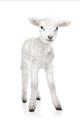 Picture of In Front Lamb _GroupedProduct_Rectangle_Portrait_Mini_ _GroupedProduct_Rectangle_Portrait_Unframed_Print_Only_