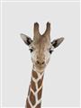 Picture of Baby Giraffe _GroupedProduct_Rectangle_Portrait_Mini_ _GroupedProduct_Rectangle_Portrait_Unframed_Print_Only_