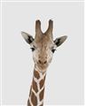 Picture of Baby Giraffe _GroupedProduct_Rectangle_Portrait_Mini_ _GroupedProduct_Rectangle_Portrait_Unframed_Print_Only_