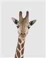 Picture of Baby Giraffe _GroupedProduct_Rectangle_Portrait_Mini_ _GroupedProduct_Rectangle_Portrait_Unframed_Print_Only_