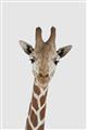 Picture of Baby Giraffe _GroupedProduct_Rectangle_Portrait_Mini_ _GroupedProduct_Rectangle_Portrait_Unframed_Print_Only_