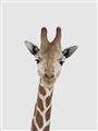 Picture of Baby Giraffe _GroupedProduct_Rectangle_Portrait_Mini_ _GroupedProduct_Rectangle_Portrait_Unframed_Print_Only_